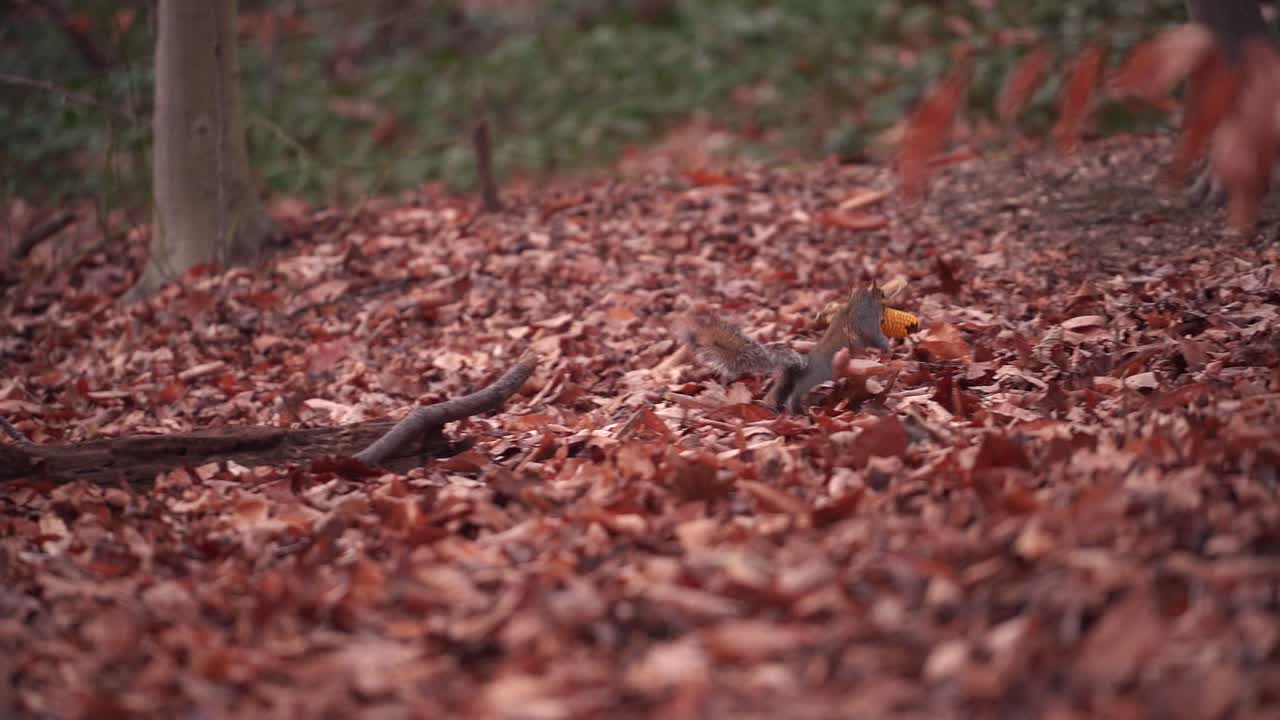 입에 옥수수 새끼를 물고 빠르게 도망가는 작은 갈색 회색 다람쥐 - 중간 샷