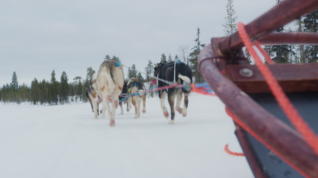 Hundekjøring gjennom en snødekt skog