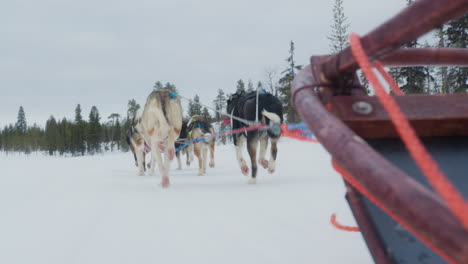 dog sledding through a snowy forest