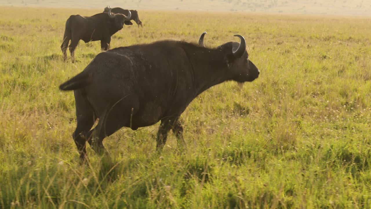 cámara lenta de la manada de búfalos africanos, animales de áfrica en un safari de vida silvestre en masai mara en kenia en la reserva nacional de masai mara, hermosa hora dorada luz del sol luz en el paisaje de la sabana