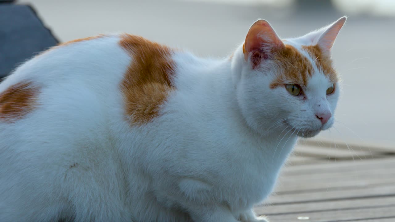 White and ginger cat remains alert on wooden deck, natural daylight, steady camera, calm mood