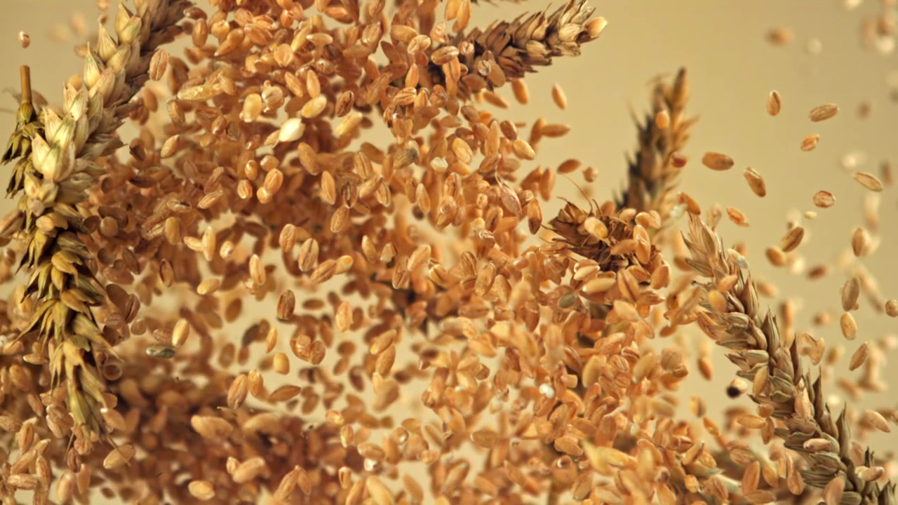 Chicchi e spighe di grano che cadono al rallentatore