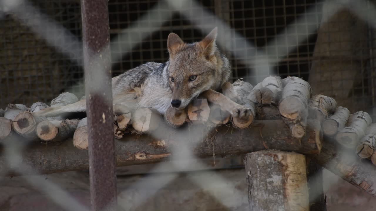 동물원의 우리 안에서 자고 있는 자칼의 모습