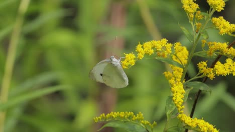 Pieris-Brassicae,-La-Gran-Mariposa-Blanca,-También-Llamada-Mariposa-De-La-Col.-El-Blanco-Grande-Es-Común-En-Toda-Europa,-El-Norte-De-África-Y-Asia,-A-Menudo-En-Zonas-Agrícolas,-Prados-Y-Parques.