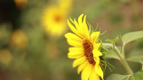 Enfoque-Tire-A-La-Abeja-Melífera-Recolectando-Néctar-De-Un-Girasol