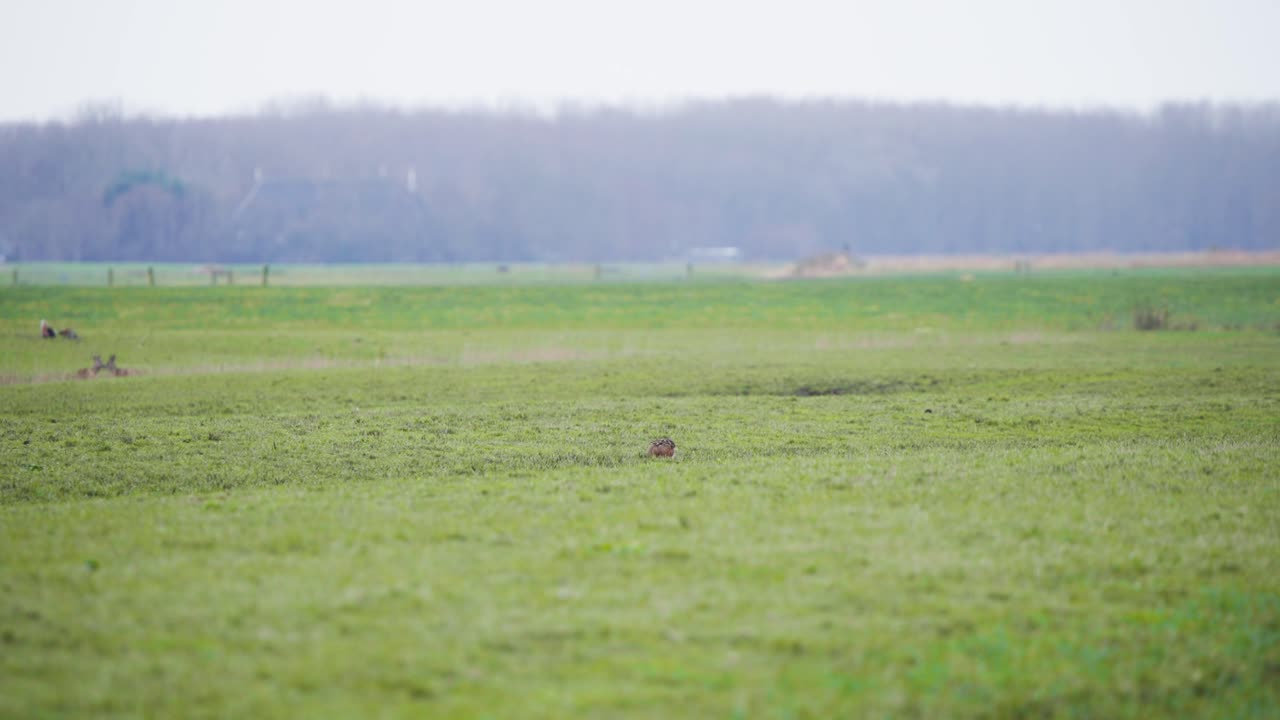 넓은 안개 잔디에 누워있는 사, 나머지 무리가 근처에서 먹이를 먹고 있습니다.