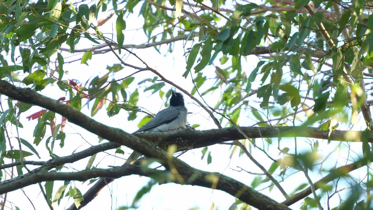 A Black-faced cuckooshrike (coracina novaehollandiae) resting on the tree branch during breeding season in bright daylight, close up shot