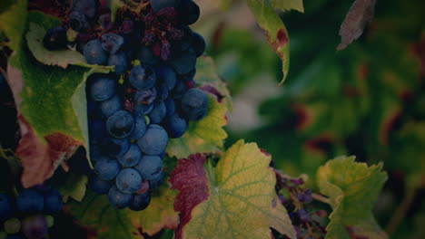 el racimo de uvas rojas del viñedo en una hermosa puesta de sol de cerca