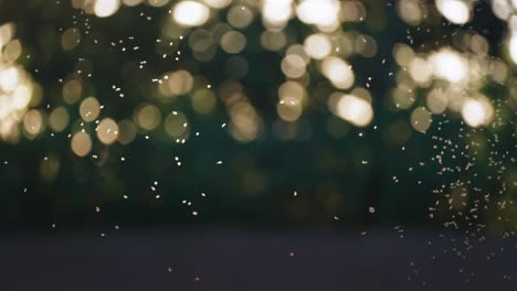 mosquitos y mosquitos, iluminados por el bajo sol de la tarde, brillan y enjambran en el aire
