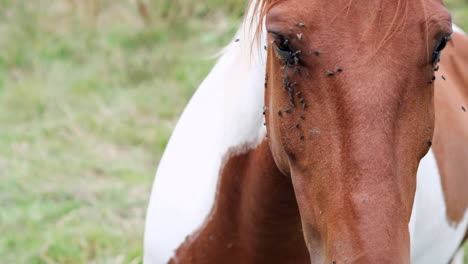 close-up of a horse's face with flies buzzing in countryside setting