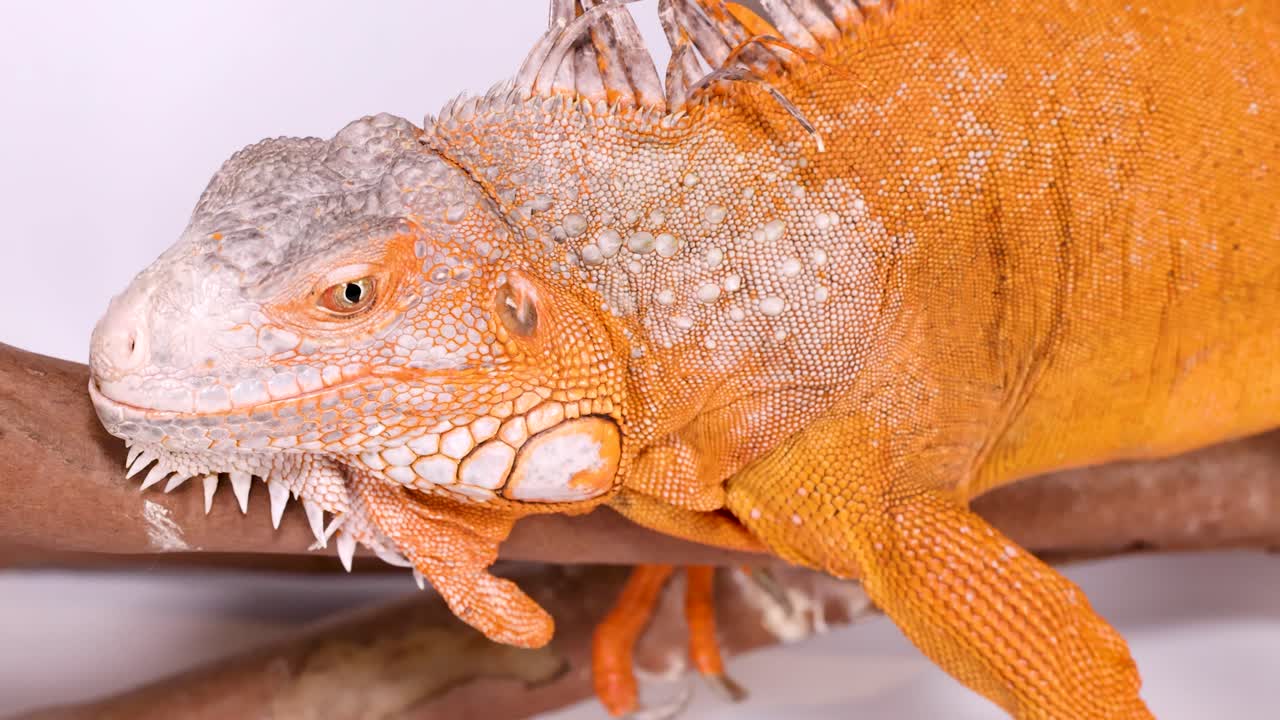 Una iguana de color naranja brillante descansa sobre una rama de madera con un fondo de estudio blanco y limpio