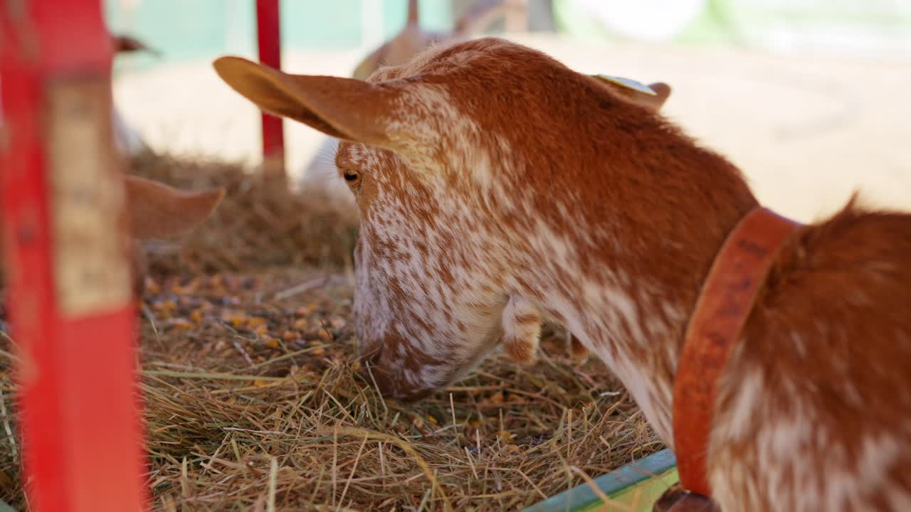 Capra maculata marrone e bianca che mangia fieno in una mangiatoia di una fattoria