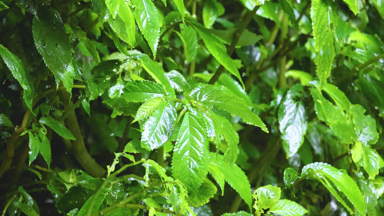 Vibrant green leaves glisten under rainfall in Dorrigo, NSW. The serene atmosphere captures nature's tranquility and freshness