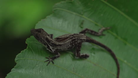 Macro shot of small gecko perched on leaf in rain forest, slow motion