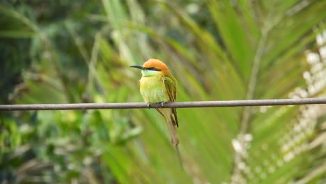a stunning bee-eater bird perches gracefully, showcasing its vivid plumage in full sunlight. with emerald greens, sapphire blues, and golden accents, this exotic species radiates natural beauty