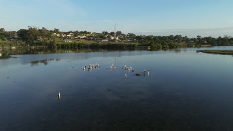 drone approaching shot of a group of pelicans standing in the ocean in australia