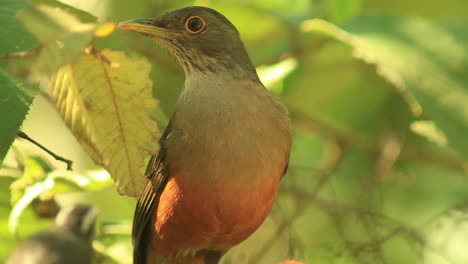 a rufous-bellied thrush, the national bird of brazil, perched on a branch in the brazilian savanna