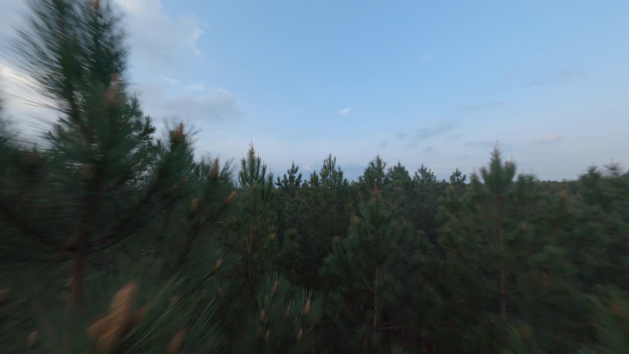 Drone flight over dense pine forest canopy, Vielle-Saint-Girons, France. Aerial FPV, copy space
