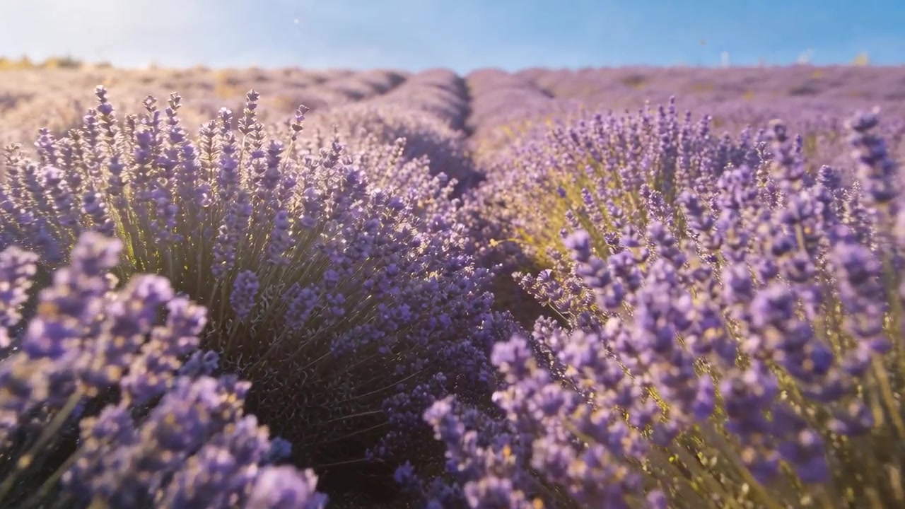 Telecamera che scivola bassa, avanzando tra file di lavanda su un pendio soleggiato, con la brezza che agita il polline.