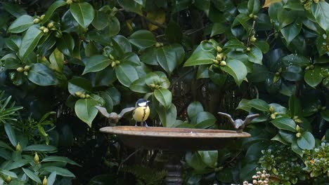 Schöner-Kleiner-Vogel-Mit-Gelbem-Bauch-Und-Schwarzem-Kopf-Mit-Weißen-Wangen,-Der-Aus-Vogelbad-Trinkt,-Männlicher-Singvogel