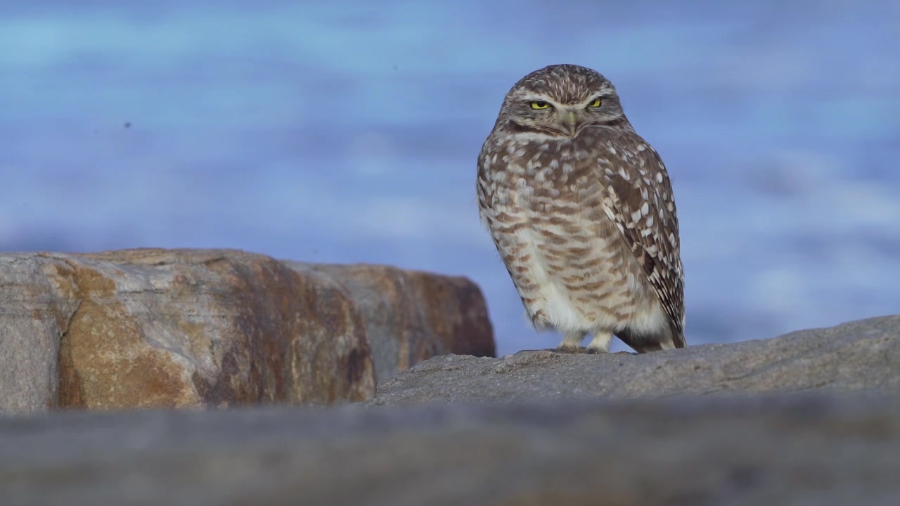 Nahaufnahme eines Kaninchenkauzes (Athene cunicularia) auf Küstenfelsen mit dem Atlantischen Ozean im Hintergrund. Einheimische südamerikanische Eule in ihrem natürlichen Lebensraum entlang der Küste von Buenos Aires Pr.