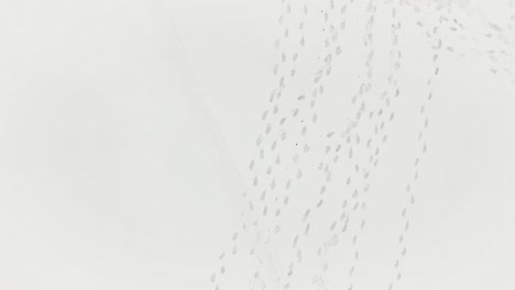 눈 속의 동물 발자국