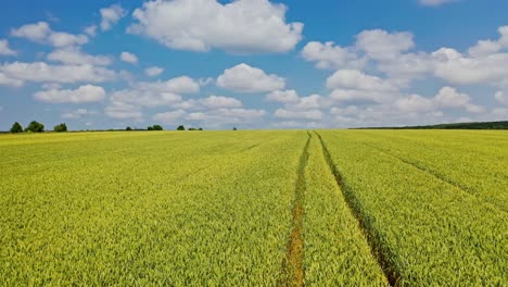 drone fly over the field in spring. plantation field of farmland under the blue sky with white clouds. motion camera to the left.