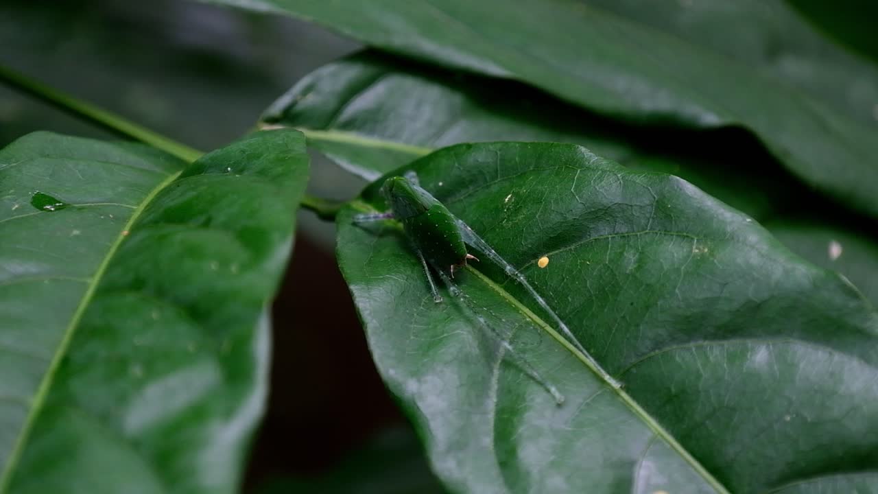 la cámara se aleja y revela este encantador insecto que descansa sobre una hoja ancha, saltamontes americanos en la hoja, parque nacional kaeng krachan, tailandia