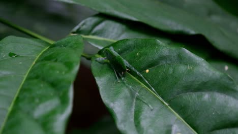 La-Cámara-Se-Aleja-Y-Revela-Este-Encantador-Insecto-Que-Descansa-Sobre-Una-Hoja-Ancha,-Saltamontes-Americanos-En-La-Hoja,-Parque-Nacional-Kaeng-Krachan,-Tailandia