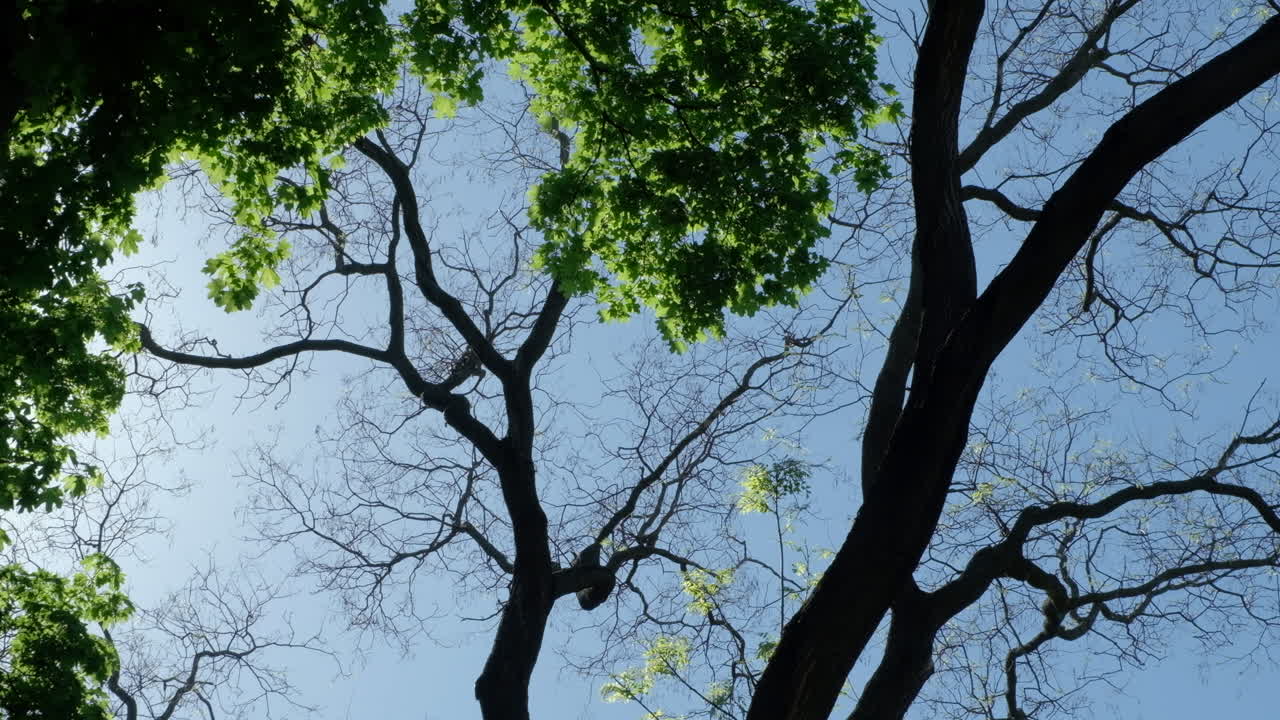 Low angle view of leafing trees with the blue sky in the background