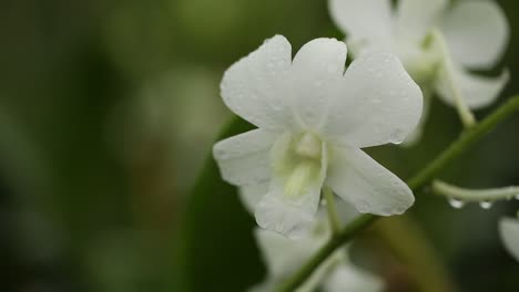 Close-Up-Footage-of-Beautiful-White-Orchid