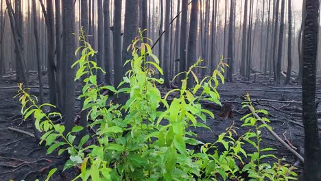 Dead-forest-and-burnt-trees,-charred-aftermath-of-forest-fire,-plant-recovering