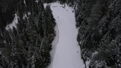 ski-run in forest