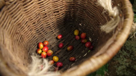 Recogiendo-Café-De-La-Planta-A-Cámara-Lenta-Poniendo-Frutas-En-La-Canasta-Tradicional