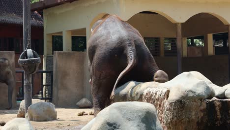 elefante en el zoológico