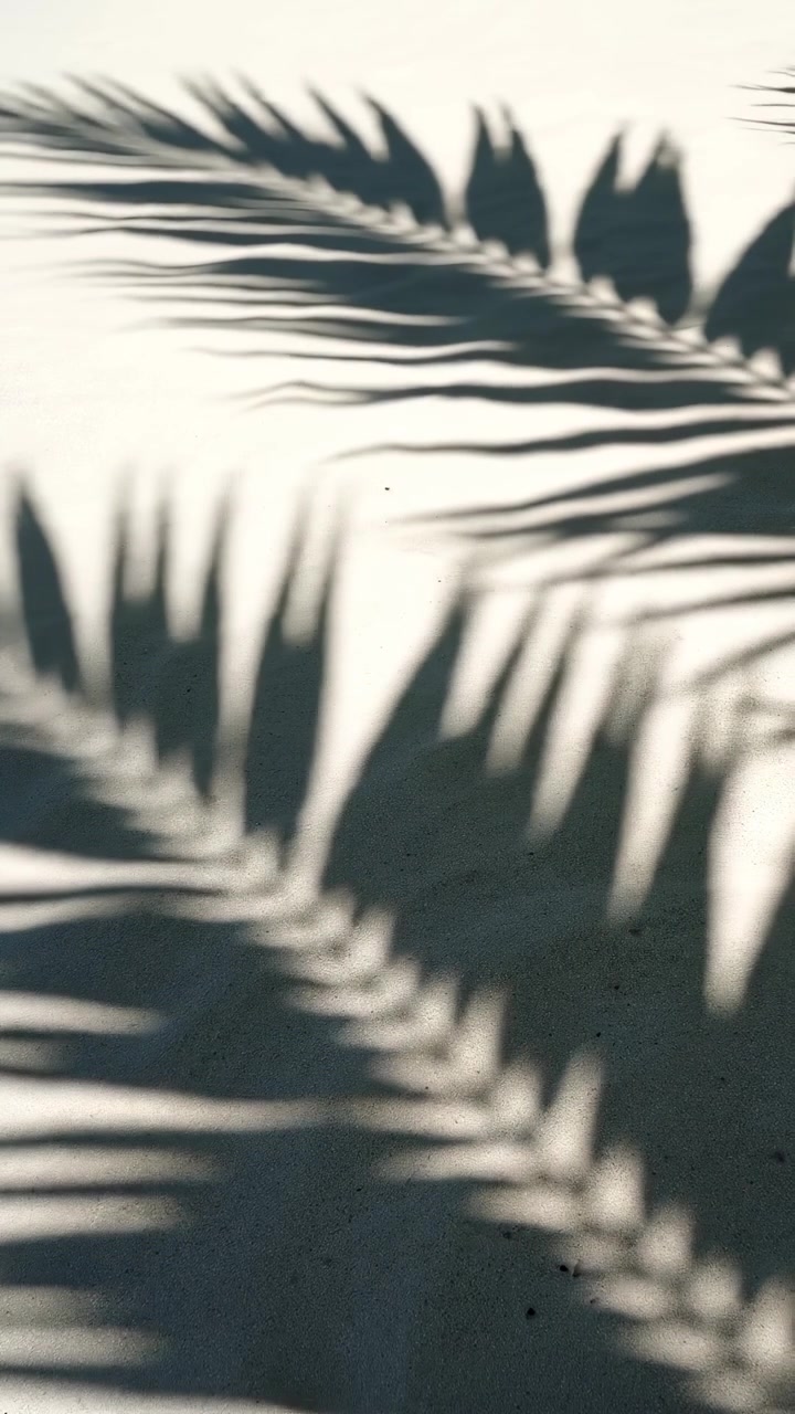 Palm Leaf Shadows Swaying on a Sunny Surface