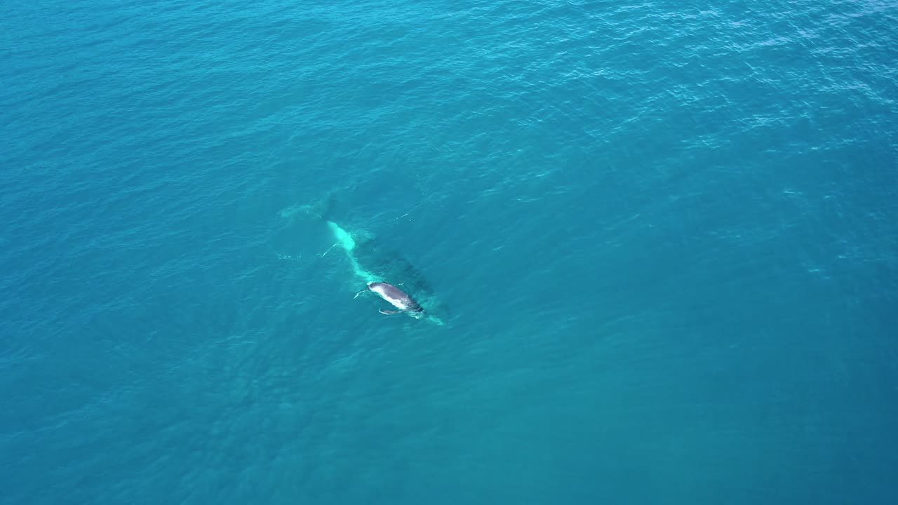 귀여운 아기 송아지 혹등고래가 선명한 푸른 바다에서 엄마와 놀아요