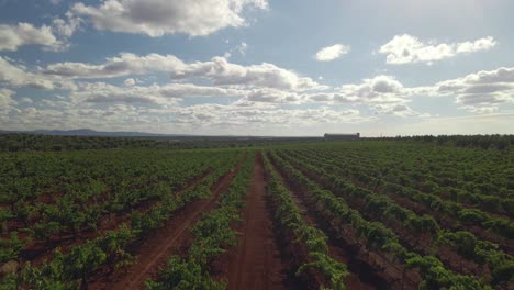 backwards movement over a field of olive trees