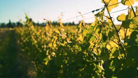 Dolly shot of a row of vines at a vineyard during dusk with a sunset at the back in Waipara, New Zealand