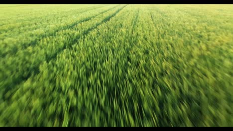 aerial view of a green wheat field