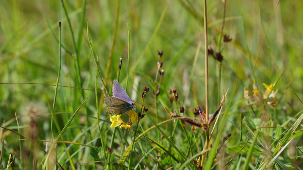 Primo piano di una farfalla blu nell'erba che si nutre da un fiore giallo prima di volare via, al rallentatore.