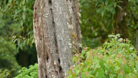 a woodpecker hard at work pecking away at a tree before climbing out of frame