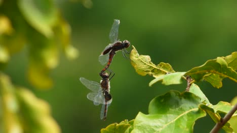 dragonflys matting uhd mp4 4k .