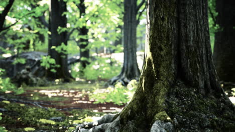 a tranquil forest scene