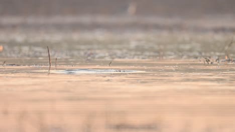 tufted duck diving in water in search of food in morning of winter