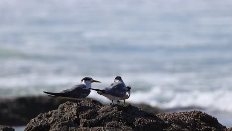 birds perch and communicate on coastal rocks