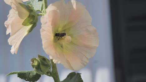 bee inside a pink and beige flower flying away, close up