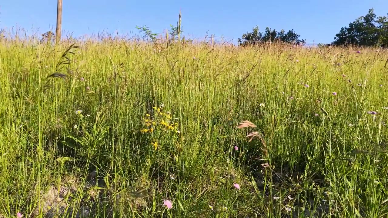 Statische Weitwinkelaufnahme von üppigem grünem Gras und bunten Wildblumen, die sich in der Sommerbrise wiegen.