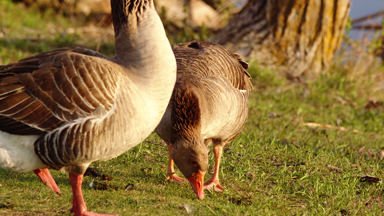 slow motion shot of two adult geese eating grass at dawn