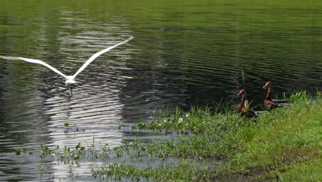 great egret flies by black bellied whistling ducks